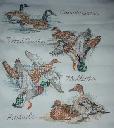 1266351025ducks&geese.jpg