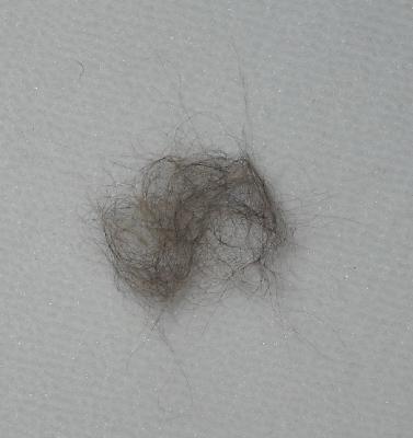 Kitty Fur!
<p>Yes, that's right...the kitty had a hand in this, too! Really, I'm a nut...I save cat hair! I saw this piece of fluff on the one sock and had to put it in with the fur I'm saving from my own special darling. (No, I didn't let her sniff it...that would have been asking for trouble!)</p>
