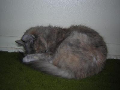 Comfy
<p>Stinky taking a nap</p>
Keywords: cat