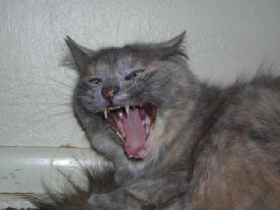 Roar!
<p>Stinky&nbsp;caught mid-yawn</p>
Keywords: cat