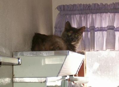 Sittin' pretty
<p>Stinky on top of the medicine cabinet</p>
Keywords: cat