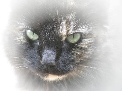 Freckles
<p>Close-up of Freckles</p>
Keywords: cat