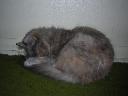 1269504949comfy2.jpg