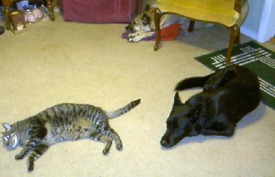 Visual of size of dogs and cats
<p>Keep in mind, the dogs are 60 pounds + or- and Mikey here is the smaller of the two cats.</p>
