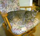 1265472186catsnhats 001.jpg