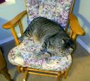 1265472187catsnhats 003.jpg