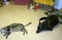 1265472188catsnhats 004.jpg