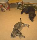 1265472188catsnhats 007.jpg
