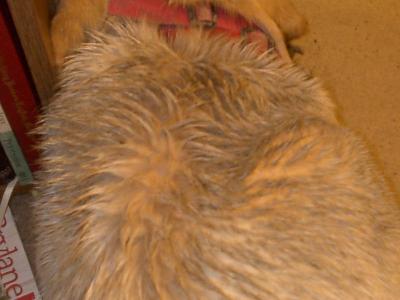 Criminy wet dog smells funky
