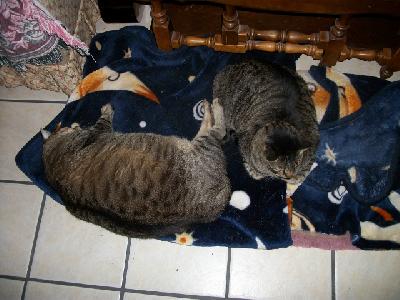 Prince and Mikey
<p>They took over the dog blankets!</p>
