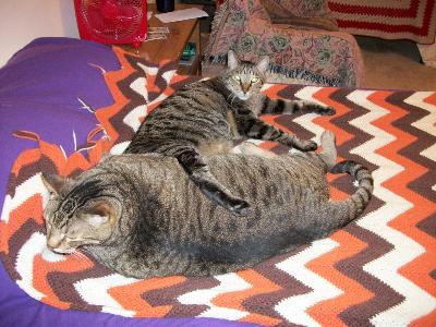 Cats at rest 001 (800x600)
<p>Did you ever see such saucy cats?</p>
