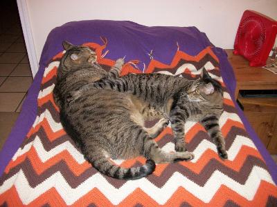 Cats at rest 002 (800x600)

