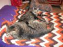 1321765584cats at rest 001 (800x600).jpg