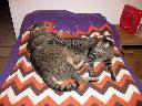 1321765585cats at rest 002 (800x600).jpg