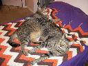 1321765587cats at rest 003 (800x600) (800x600).jpg