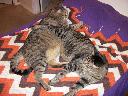 1321765590cats at rest 004 (800x600).jpg