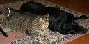 1323838070prince and spot 003 (640x320).jpg