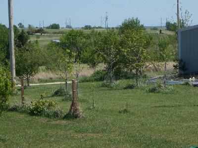 Papa's fruit trees
