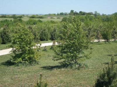 Papa's trees
