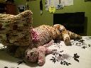 1408034654cat4.jpg