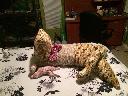 1408034656cat3.jpg