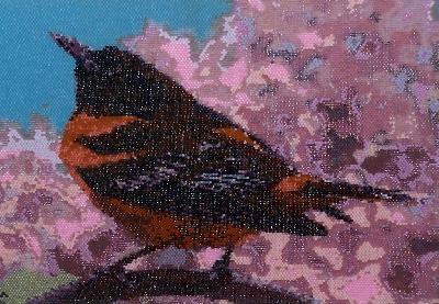 oriole
