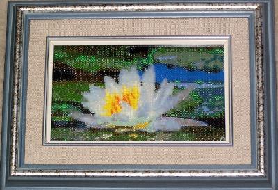 White Water Lily
