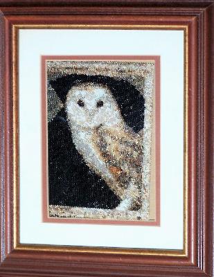 barn owl
