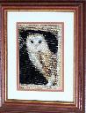 1477515117barn owl.jpg