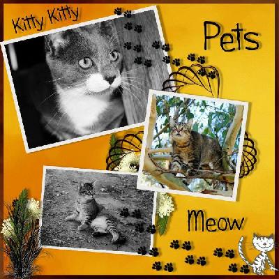 pets
