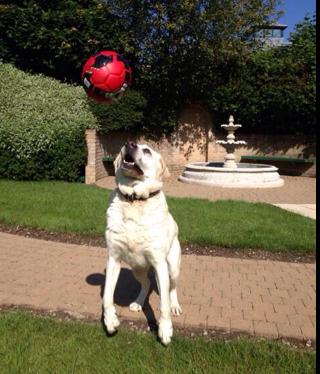 Nicky's golden retriver Keano
