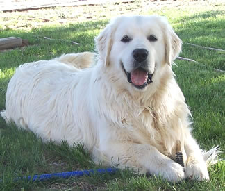 Our old boy Rocky Keano's father R.I.P Rocky
