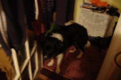 Our collie Billy Bobs
