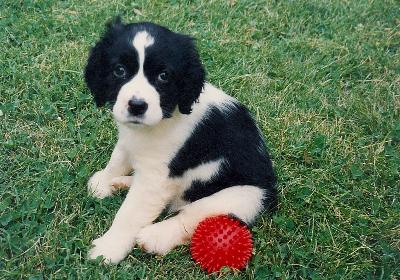 Our Collie Lucky
