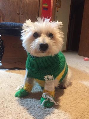 Dog sweater and booties (Green Bay Packers)
<p>I was raised in WI and the Packers are my team! So, I made this for our late Westie, Cassie. she did not like the booties! It was too cumbersome, I guess. I used snap buttons to keep them on in the front and the back. Worked slick.</p>
Keywords: dog sweater